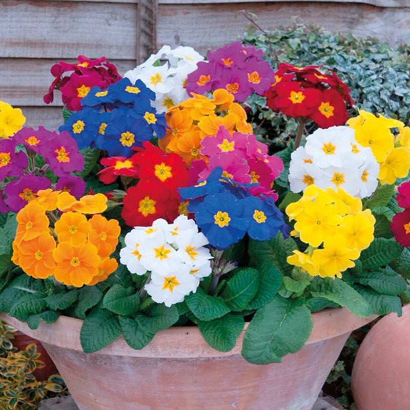 Polyanthus Crescendo Mixed F1 Flower Plants