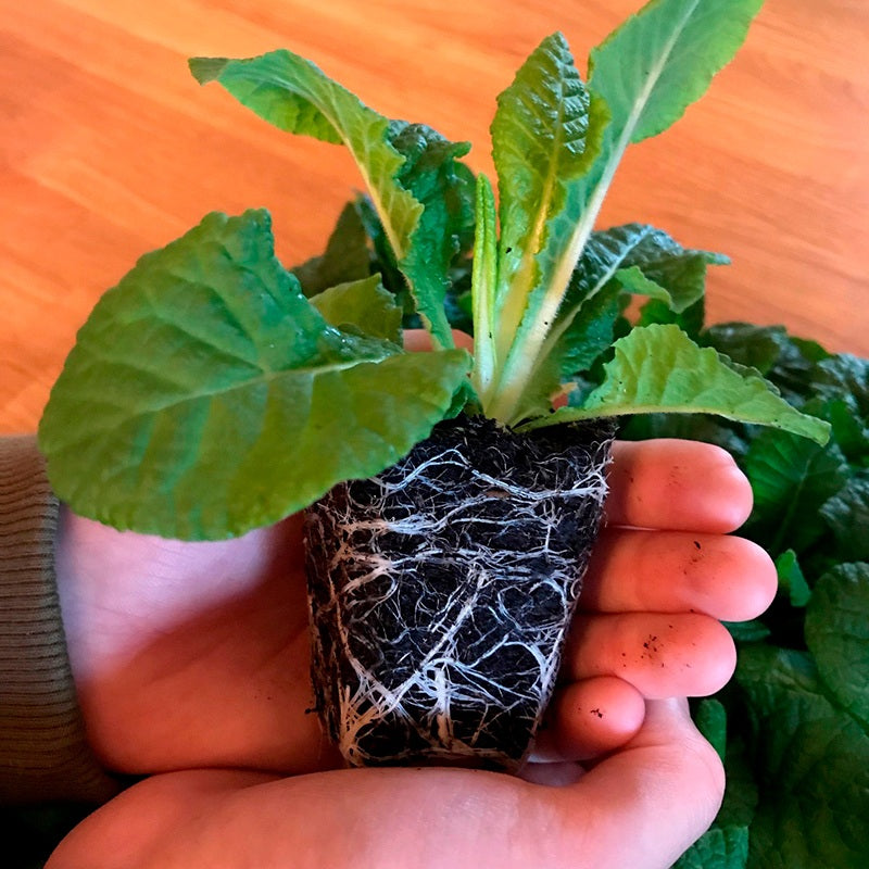Polyanthus Crescendo Mixed F1 Flower Plants