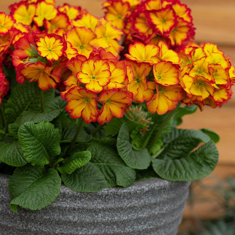 Polyanthus Showstopper Fire Dragon F1 Plants