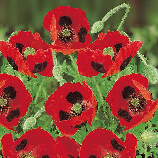 Close-up of red poppies with green stems and leaves on a blurred green background