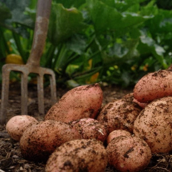 Sunset Potato Maincrop 1kg