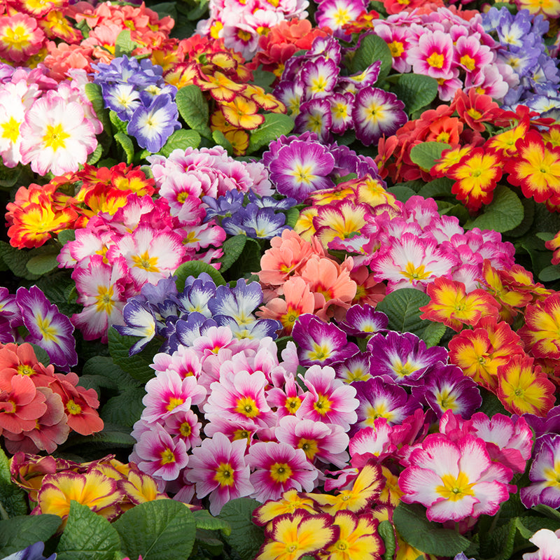 Primula Alaska Mix Bicolour Flower Plants