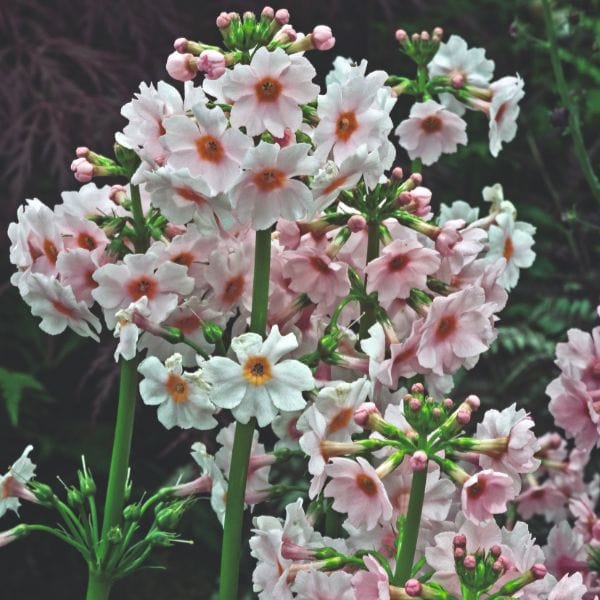Primula Japonica Appleblossom Flower Plant