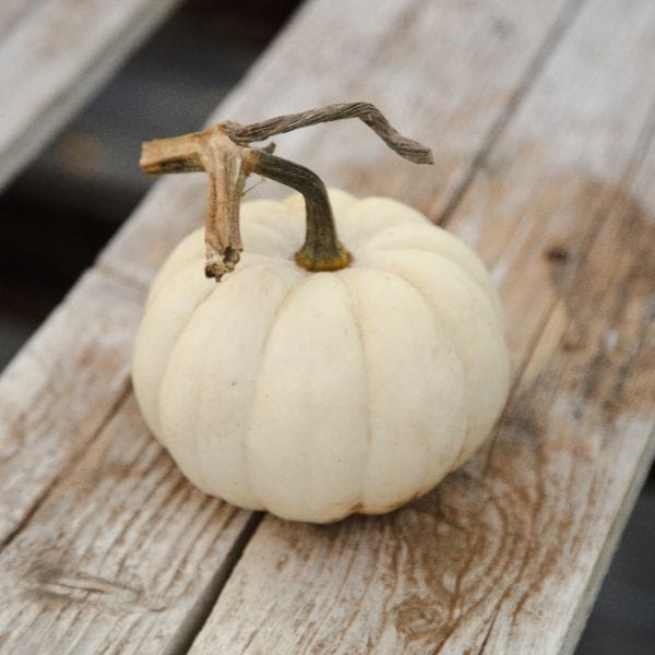 Pumpkin Veg Plant Collection