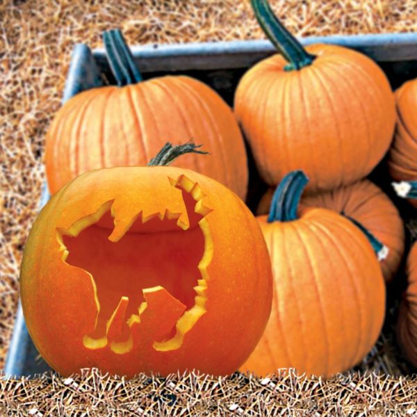 Pumpkin Veg Plant Collection