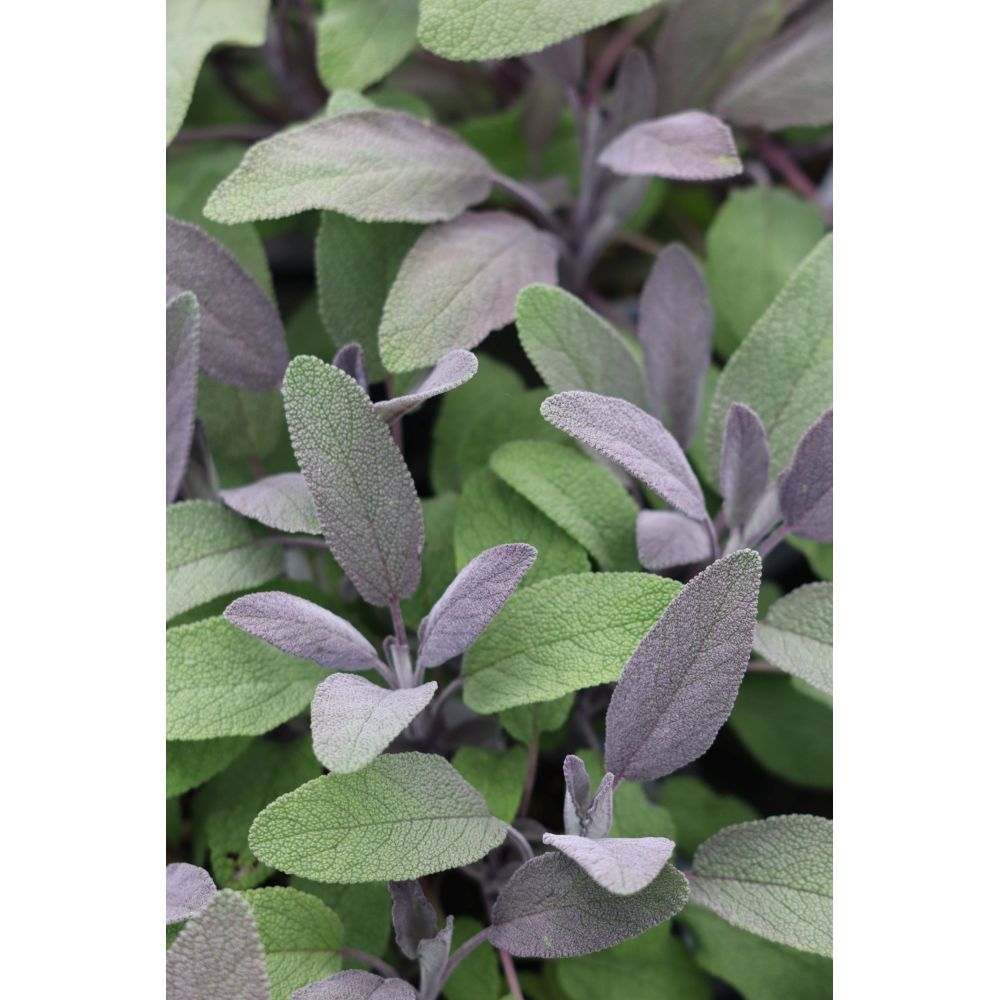 Christmas Herb Collection