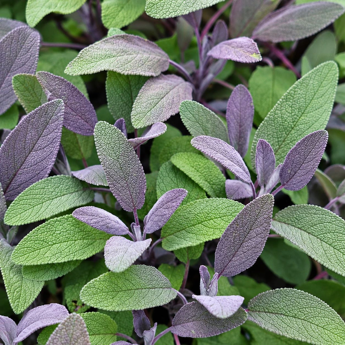Purple Sage Herb Plants
