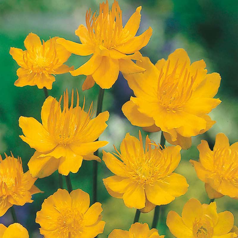 Close-up of bright yellow flowers with a blurred green background