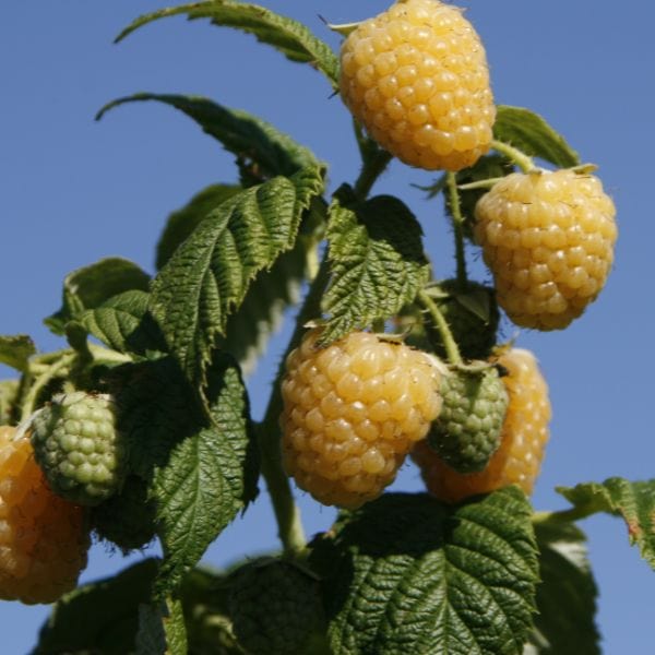 Raspberry Allgold Plant