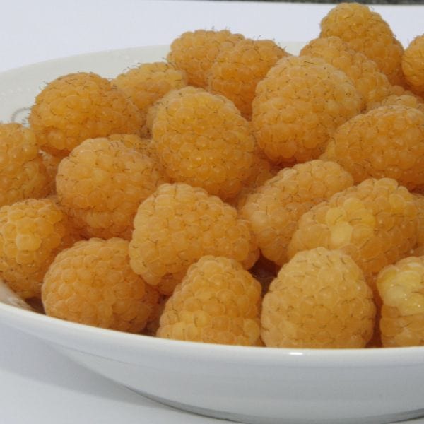 Raspberry Allgold Plant