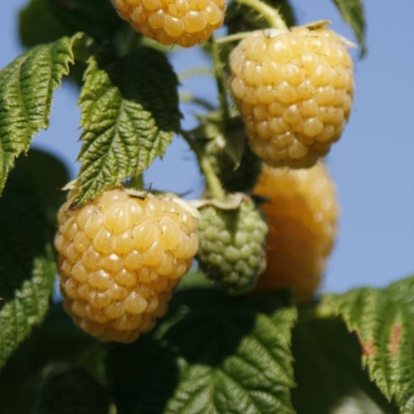 Raspberry Allgold Plant