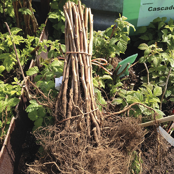 Raspberry Allgold Plant