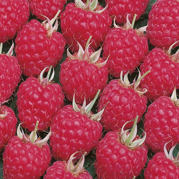 Raspberry Glen Ample AGM Fruit Canes (Floricane)