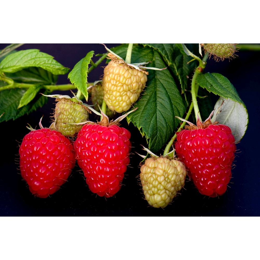 Raspberry Kwanza Fruit Plants