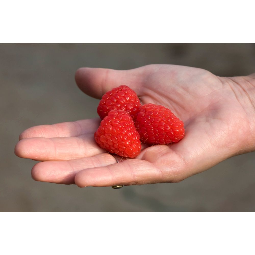 Raspberry Kwanza Fruit Plants