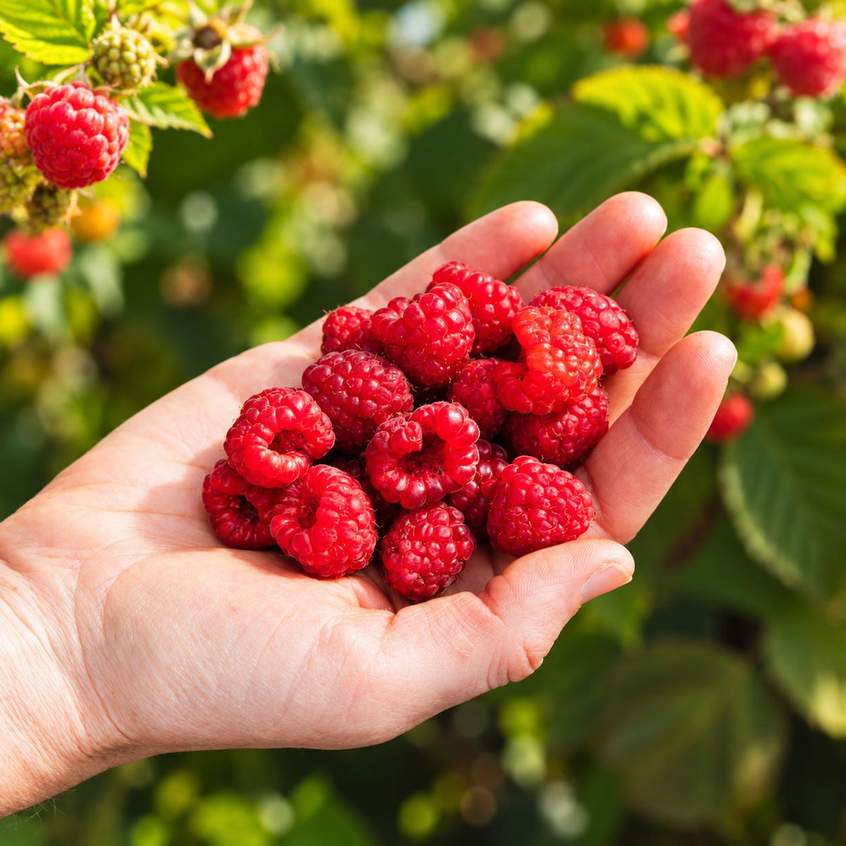 Raspberry Kwanza Fruit Plants