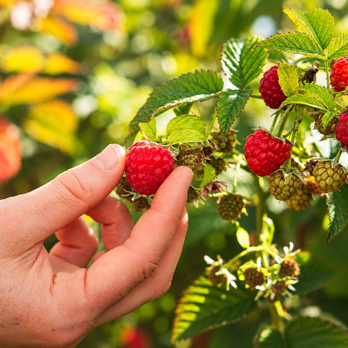 Raspberry Kwanza Fruit Plants