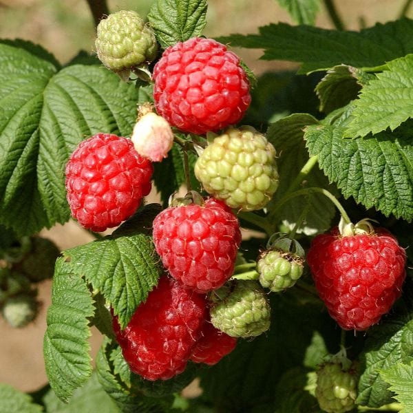 Raspberry Octavia Fruit Plants (Floricane)