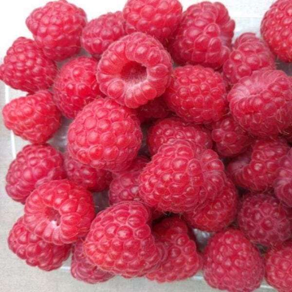 Raspberry Octavia Fruit Plants (Floricane)