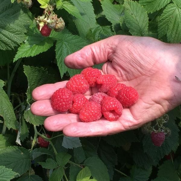 Raspberry Octavia Fruit Plants (Floricane)