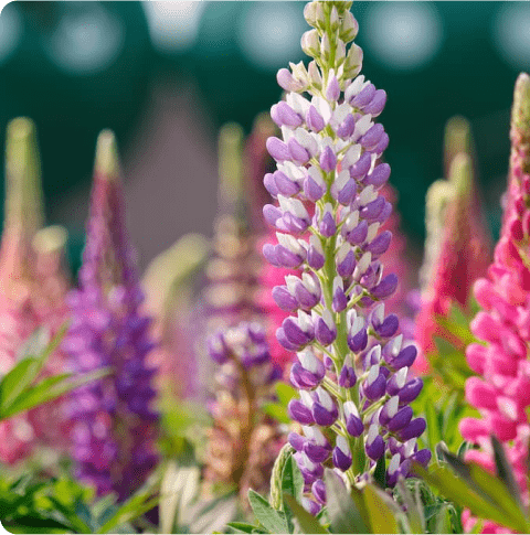 wildlife flower