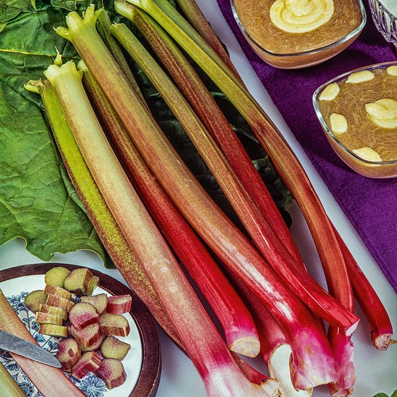 Rhubarb Crumble King Plants