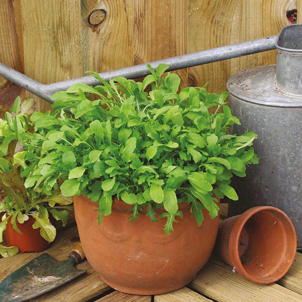 Potted plants on a wooden surface with a metal watering can in the background.