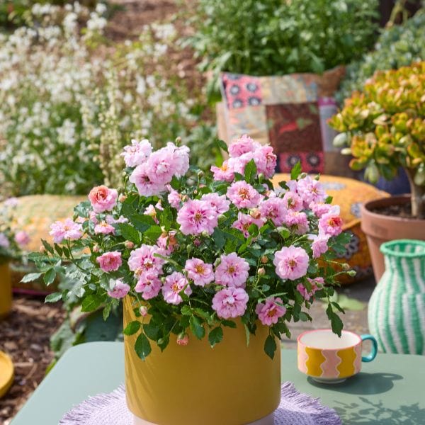 Rosa Amirose (Groundcover) Flower Plant
