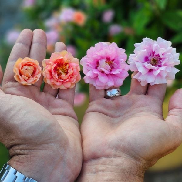 Rosa Amirose (Groundcover) Flower Plant