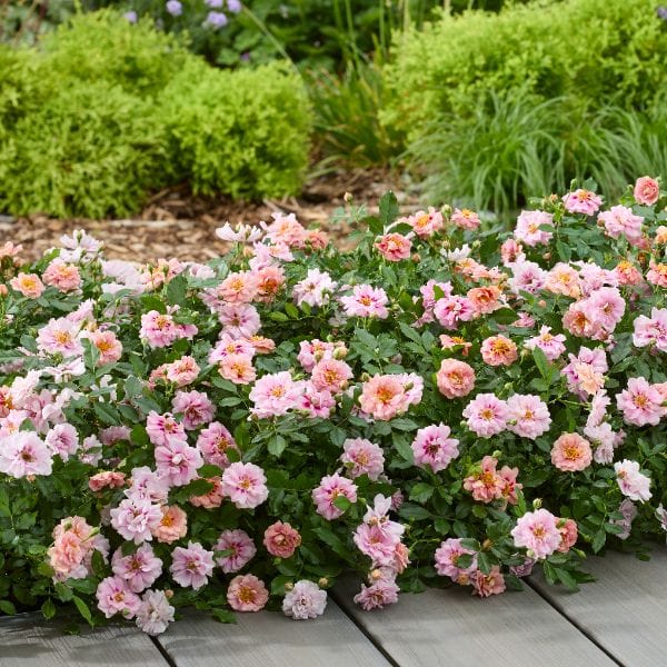 Rosa Amirose (Groundcover) Flower Plant