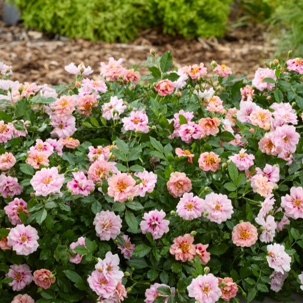 Rosa Amirose (Groundcover) Flower Plant