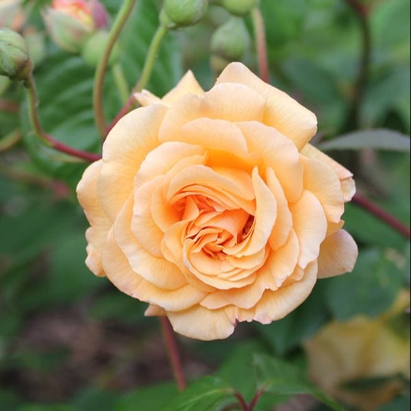 1 Bare Root Plant Rose Buff Beauty (Shrub) Bare Root Plants