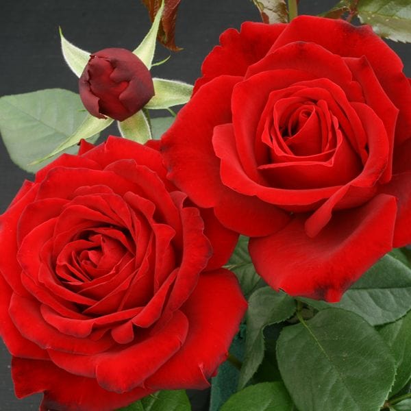 1 Bare Root Plant Rose Crimson Cascade (Climbing) Bare Root Plants