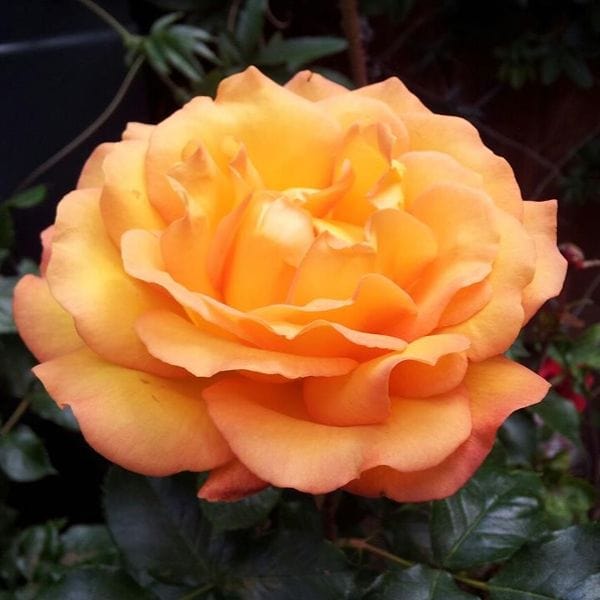 1 Bare Root Plant Rose Precious Amber (Floribunda) Bare Root Plants