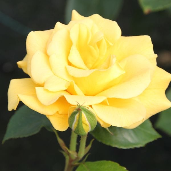 1 Bare Root Plant Rose Precious Gold (Floribunda) Bare Root Plants