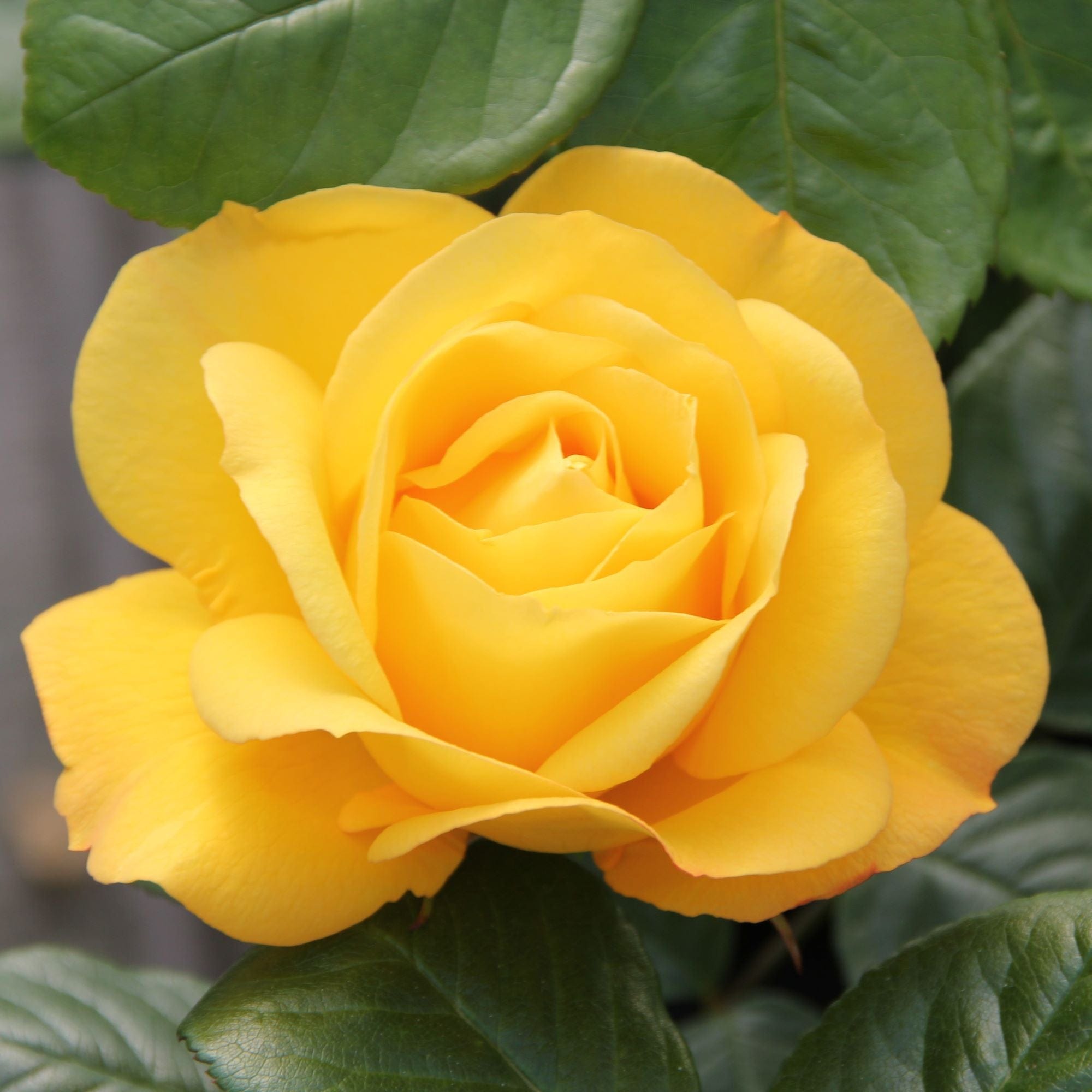 Rose Arthur Bell (Climbing Rose) Plants
