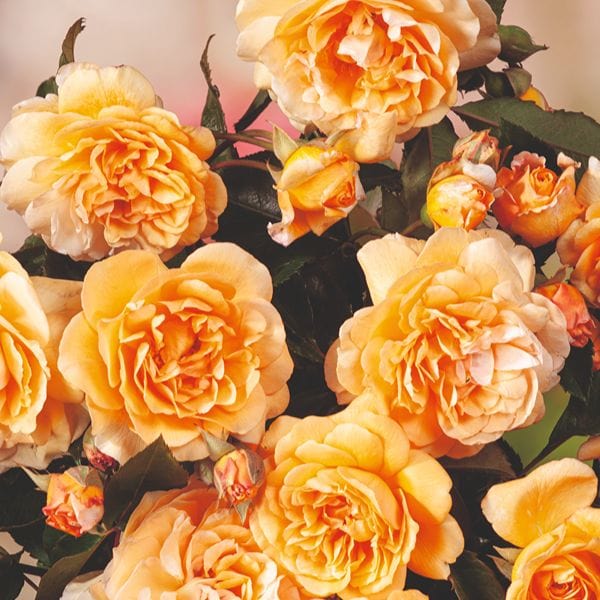 Rose Buff Beauty (Shrub) Plants - AGM