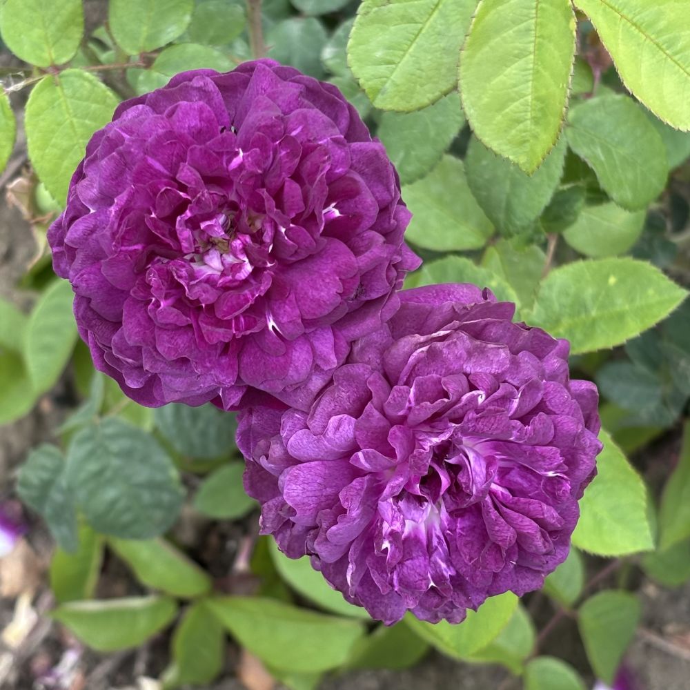 Rose Cardinal De Richelieu (Shrub) Plants