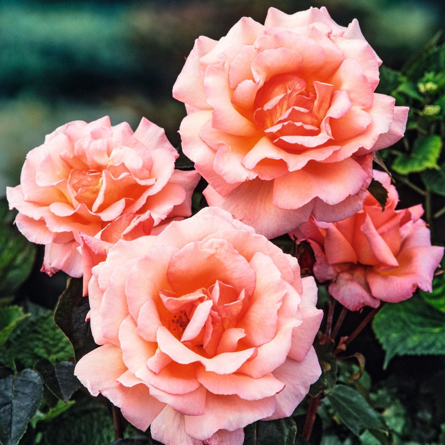Rose Compassion (Climbing Rose) Plants