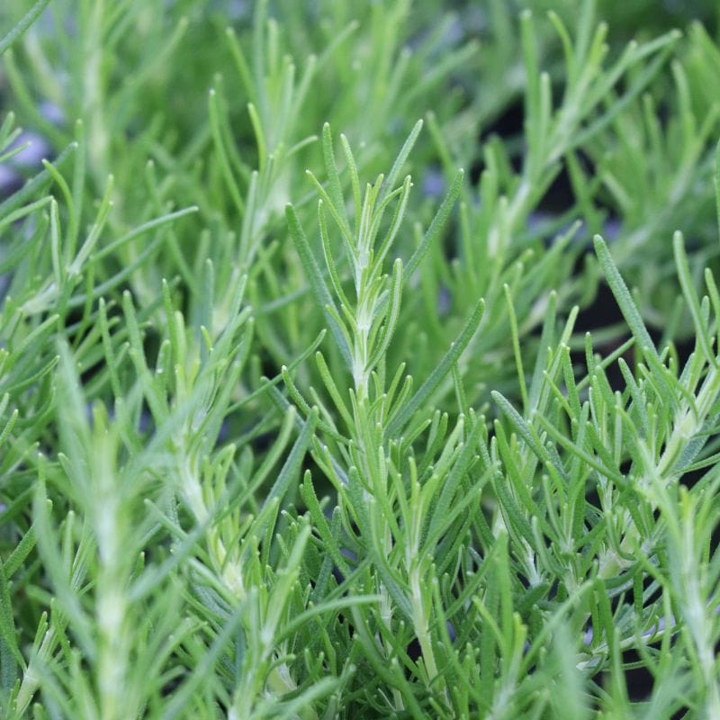 Herb Rosemary Green Ginger