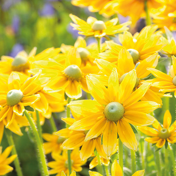 Rudbeckia Prairie Sun Flower Plants