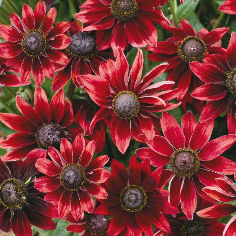 Rudbeckia Cherry Brandy Plants