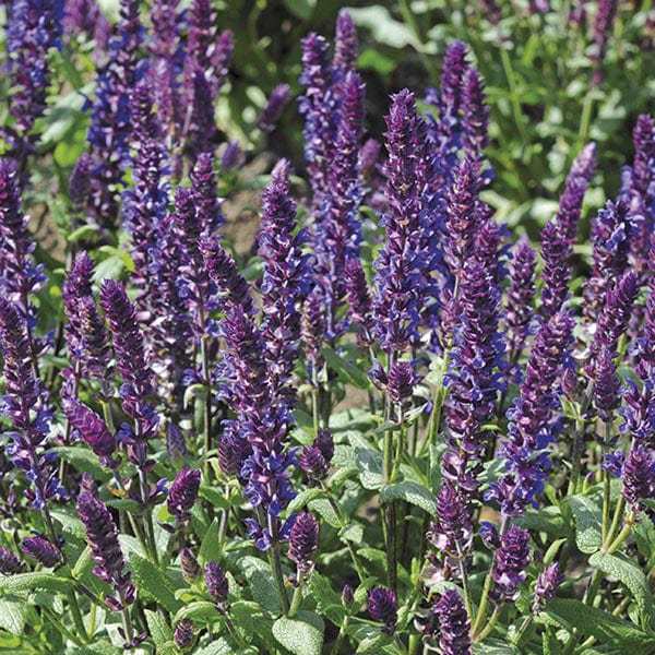 5 Young Plants Salvia New Dimension Blue