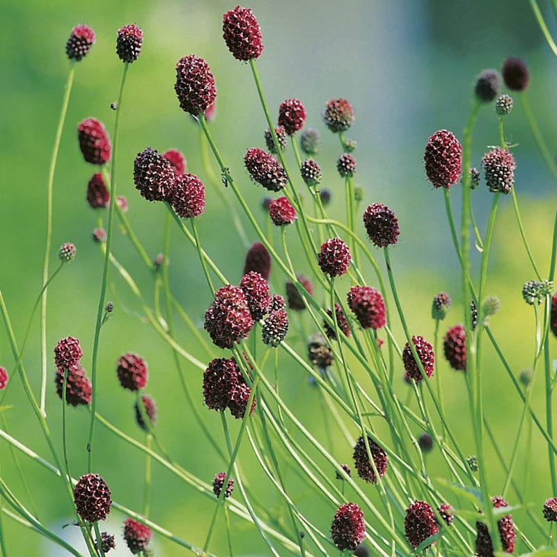 5 Young Plants Salad Burnett Flower Plants
