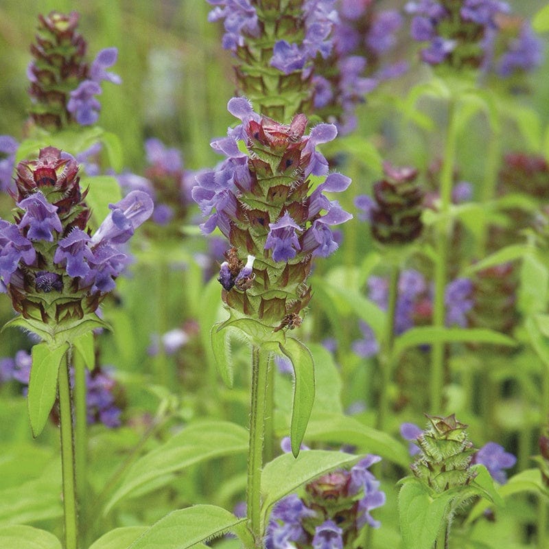 5 Young Plants Selfheal Flower Plants