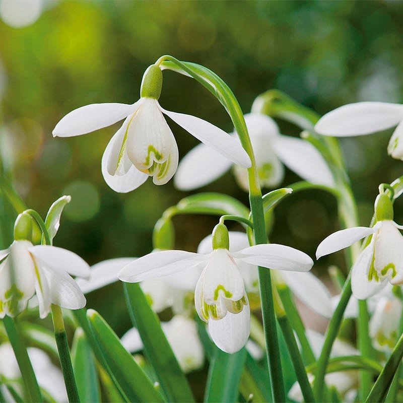50 Bulbs Single Snowdrops 'in the green'