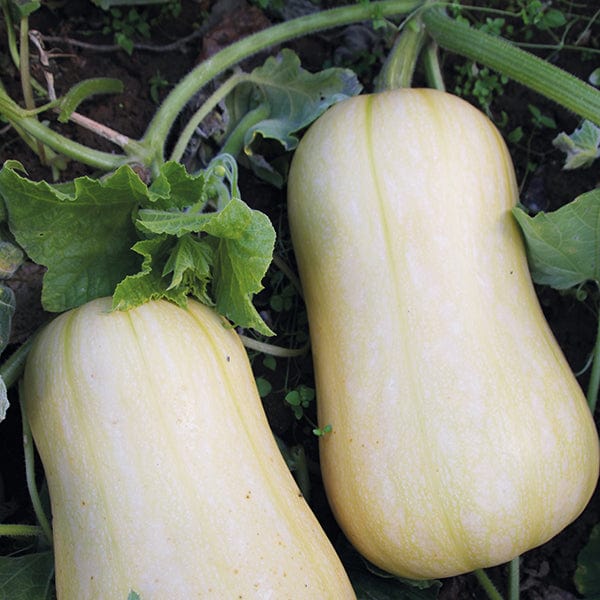 RHS Squash (Butternut) Harrier F1 Seeds
