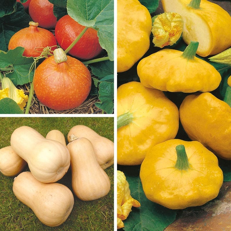 Squash Plant Collection