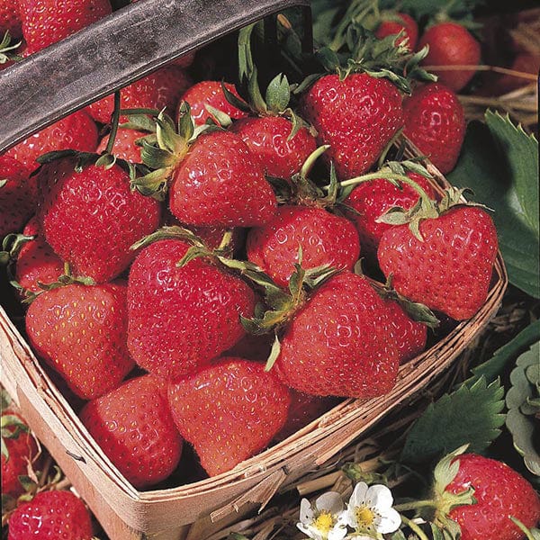 Strawberry Cambridge Favourite AGM A+ Grade Fruit Plants (Mid Season)