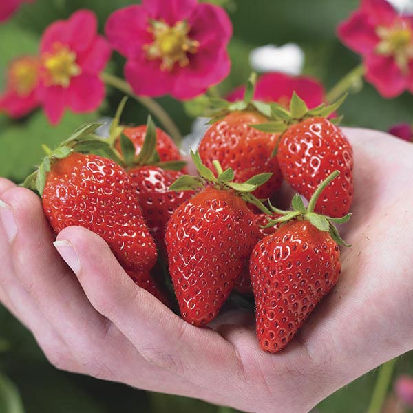 Strawberry Toscana F1 Plants & Easi-Plant Hanging Baskets